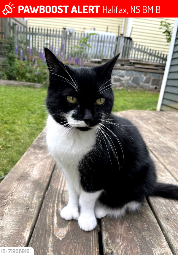 Lost Female Cat last seen Hemlock Ravine Park, Halifax, NS B3M 4B8