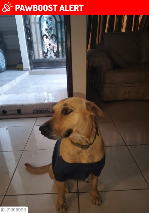 Lost Male Dog last seen Av. Revolución y Guadalupe Victoria , Culiacán Rosales, Sin. 80240