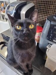 Lost Male Cat last seen Hwy 121, Oakview , Marsalis, Fort Worth, TX 76117