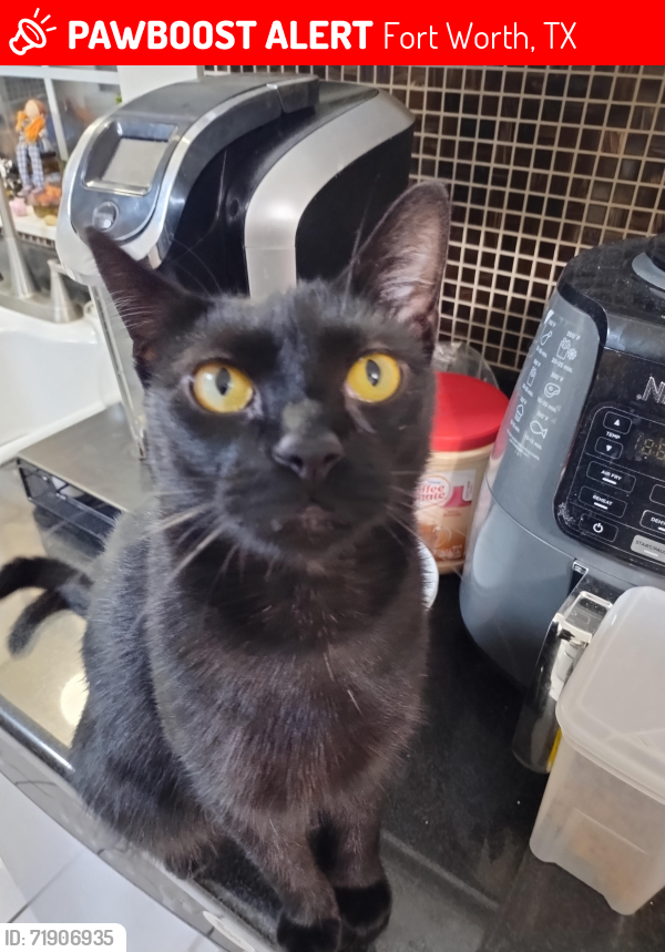 Lost Male Cat last seen Hwy 121, Oakview , Marsalis, Fort Worth, TX 76117