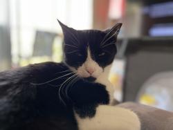 Lost Male Cat last seen Dairy Rd. And 192, Melbourne, FL 32901