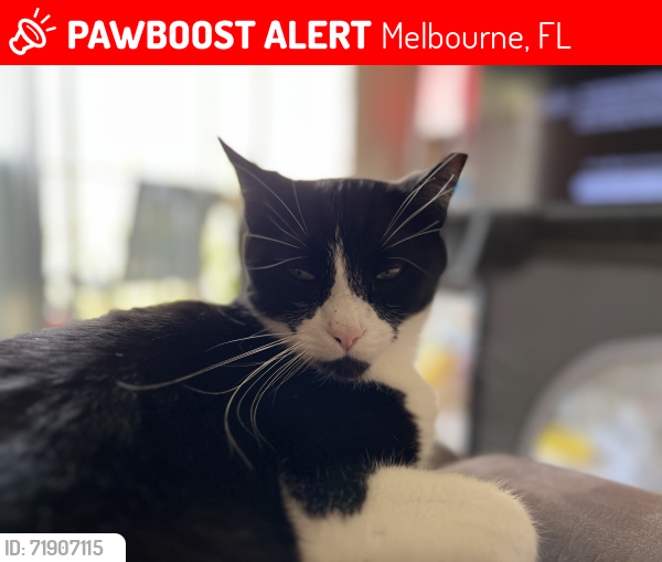 Lost Male Cat last seen Dairy Rd. And 192, Melbourne, FL 32901