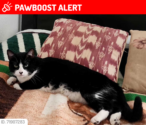 Lost Female Cat last seen Guadalupe o la aurora , San Miguel de Allende, Gto. 37710