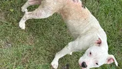 Reunited Female Dog last seen Rainey Drive, Spring Lake, NC 28390