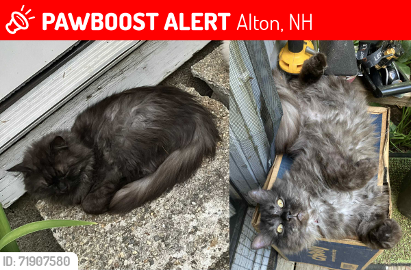 Lost Male Cat last seen Lily Pond Rd, Alton, NH 03809