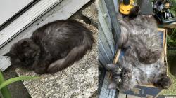 Lost Male Cat last seen Lily Pond Rd, Alton, NH 03809