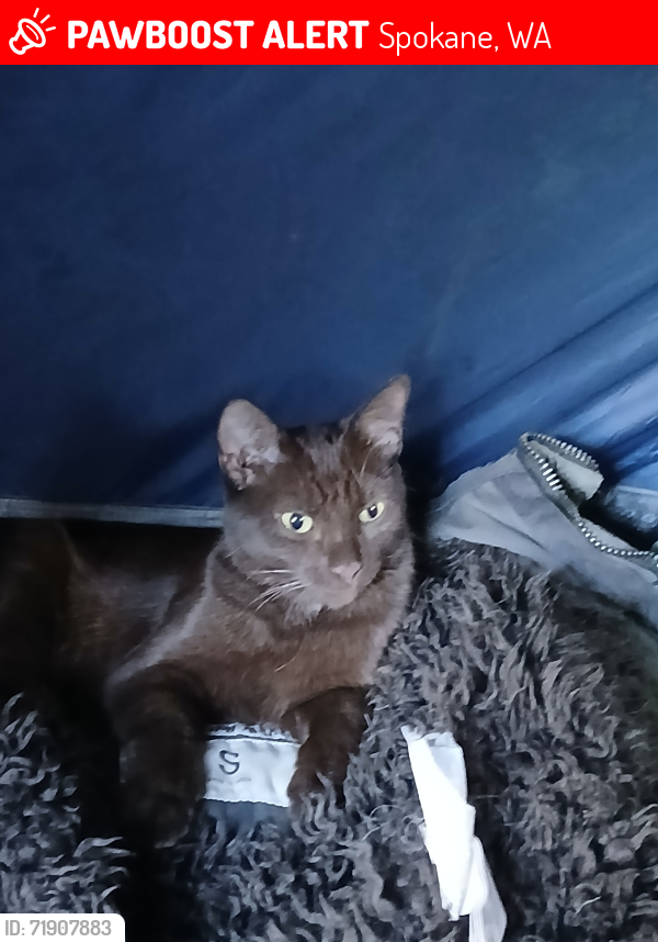 Lost Female Cat last seen Near w sunset blvd, Spokane, WA 99224
