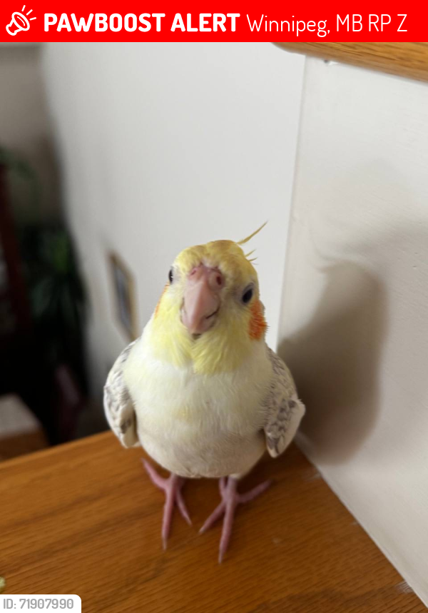Lost Male Bird last seen Winnipeg Amber Trails area, Winnipeg, MB R2P 2Z7