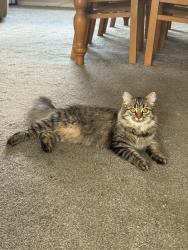 Lost Female Cat last seen Gilpin Street , Tyne and Wear, England DH4 5DR
