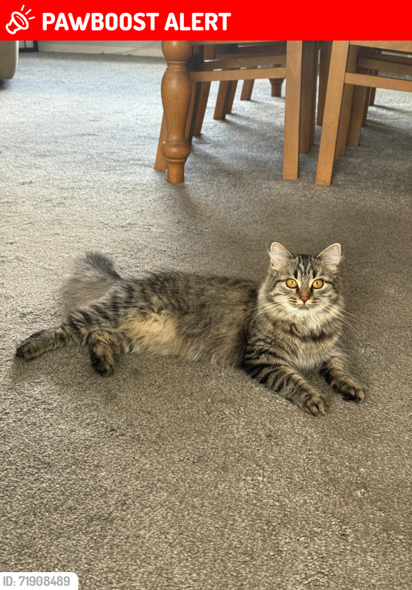 Lost Female Cat last seen Gilpin Street , Tyne and Wear, England DH4 5DR