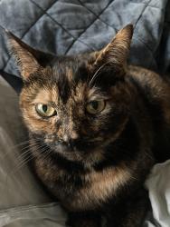 Lost Female Cat last seen Newfound Rd and Fieldstown Rd, Gardendale, AL 35071