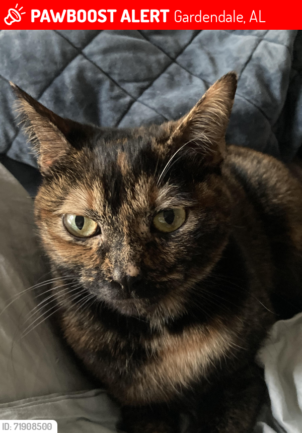 Lost Female Cat last seen Newfound Rd and Fieldstown Rd, Gardendale, AL 35071
