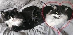 Lost Male Cat last seen Upper Manor Estates, Sturgeon County, AB T8T 0C7