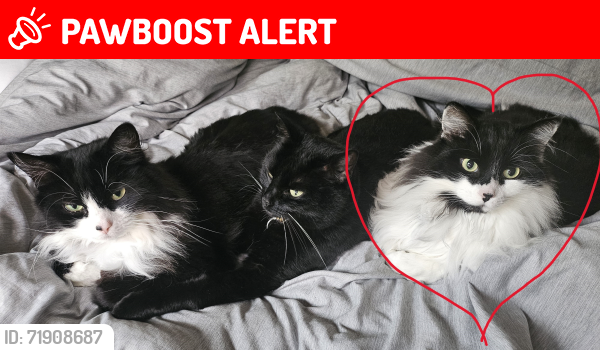 Lost Male Cat last seen Upper Manor Estates, Sturgeon County, AB T8T 0C7