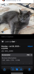 Lost Female Cat last seen Caldwell Crossings Dr, Birmingham, AL 35243
