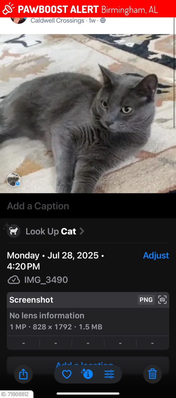 Lost Female Cat last seen Caldwell Crossings Dr, Birmingham, AL 35243