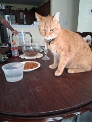 Lost Male Cat last seen South US 31 and Apryl st, Greenwood, IN 46143