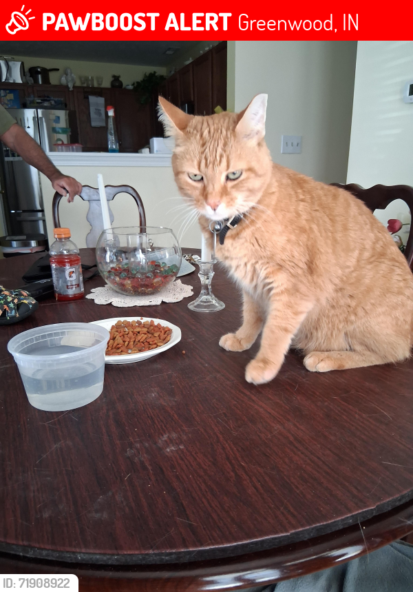 Lost Male Cat last seen South US 31 and Apryl st, Greenwood, IN 46143