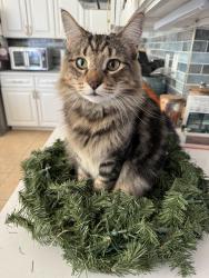 Lost Male Cat last seen Lealman near 24th St. N. & 46th Ave N. , St. Petersburg, FL 33714