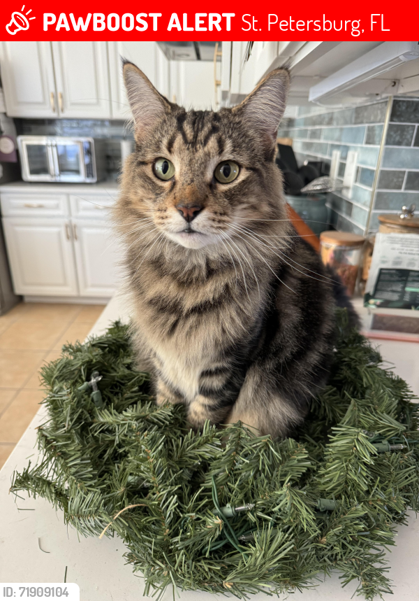 Lost Male Cat last seen Lealman near 24th St. N. & 46th Ave N. , St. Petersburg, FL 33714
