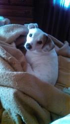 Lost Male Dog last seen Hwy 47, Mineral Point, MO 63660