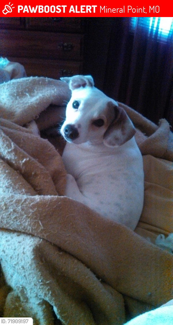Lost Male Dog last seen Hwy 47, Mineral Point, MO 63660