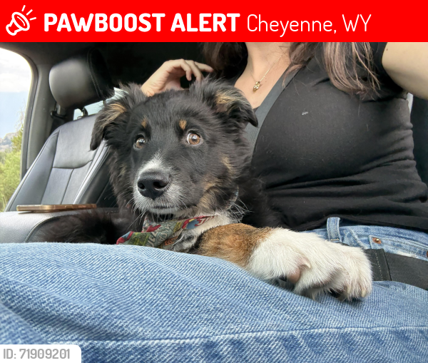 Lost Male Dog last seen Near 25th and Evans Avenue Cheyenne, WY, Cheyenne, WY 82001