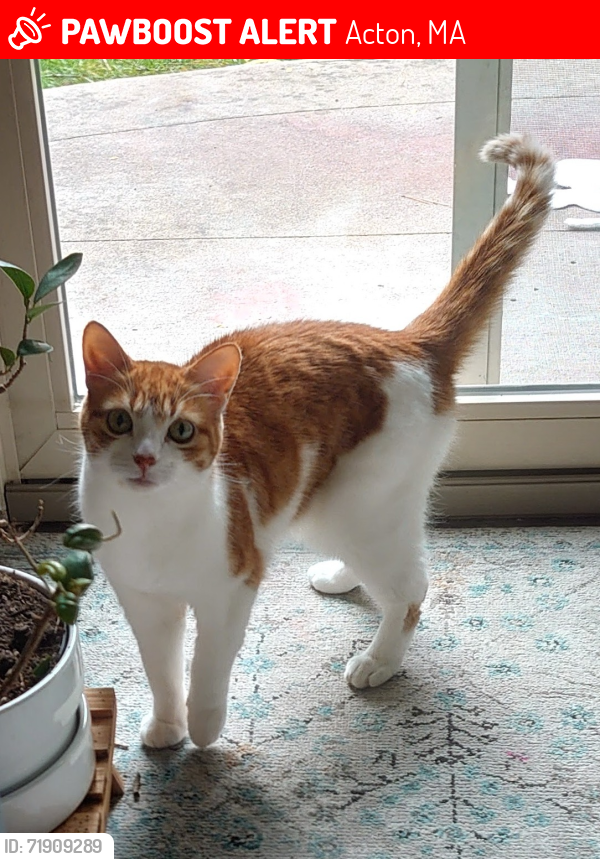 Lost Female Cat last seen Massachusetts avenue, Kinsley rd, Acton, Acton, MA 01720