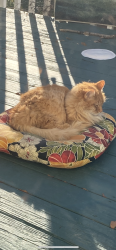 Lost Male Cat last seen River forest lane or Avalon reserve , Greer, SC 29650
