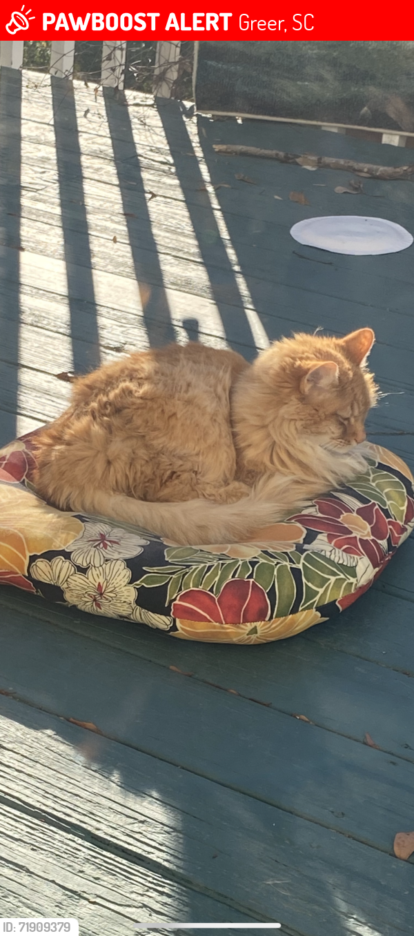 Lost Male Cat last seen River forest lane or Avalon reserve , Greer, SC 29650