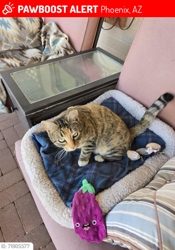 Lost Female Cat last seen 48th St and Poinsettia, behind Walmart, Phoenix, AZ 85028