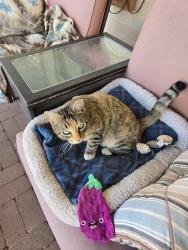 Lost Female Cat last seen 48th St and Poinsettia, behind Walmart, Phoenix, AZ 85028
