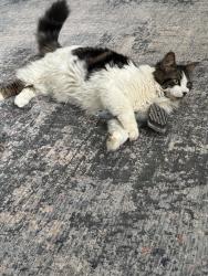 Lost Male Cat last seen Skyline avenue, London, ON N5X