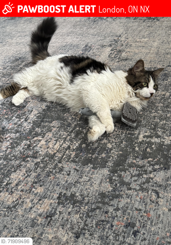 Lost Male Cat last seen Skyline avenue, London, ON N5X