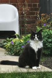 Lost Male Cat last seen Last seen on Wynyard Road, crossroads Upwood Road, Dixon Road and close to Hillsborough park, South Yorkshire, England S6