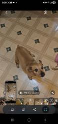 Lost Male Dog last seen Chippendale , Killeen, TX 76549