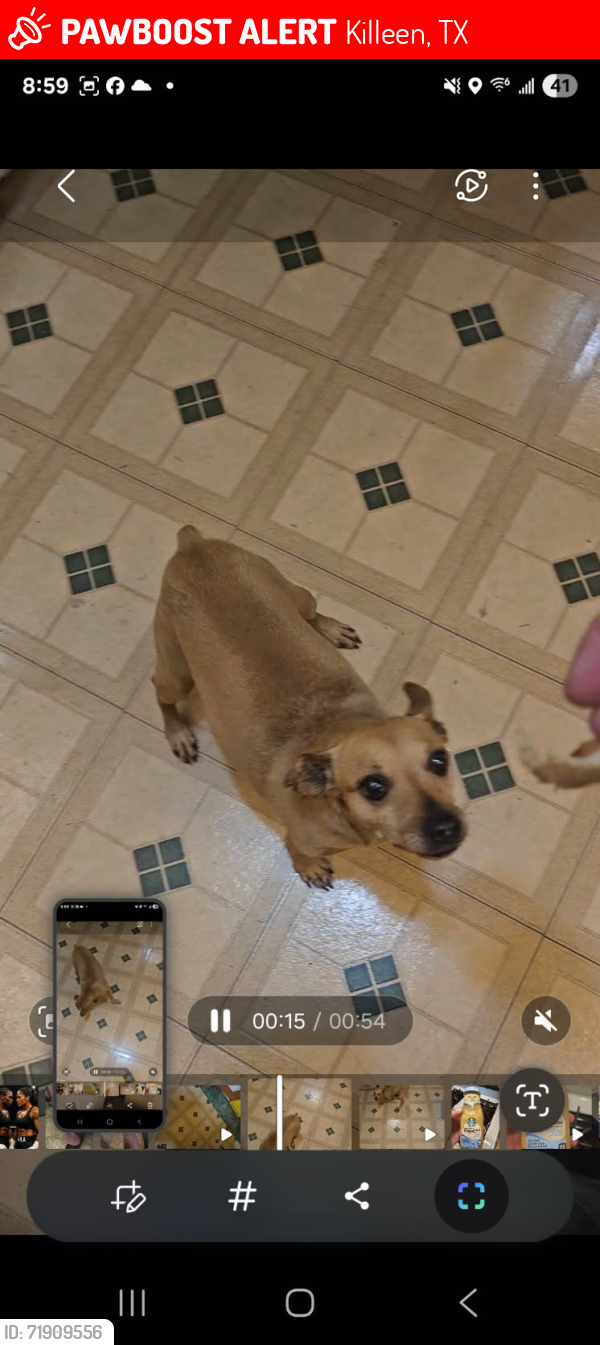 Lost Male Dog last seen Chippendale , Killeen, TX 76549