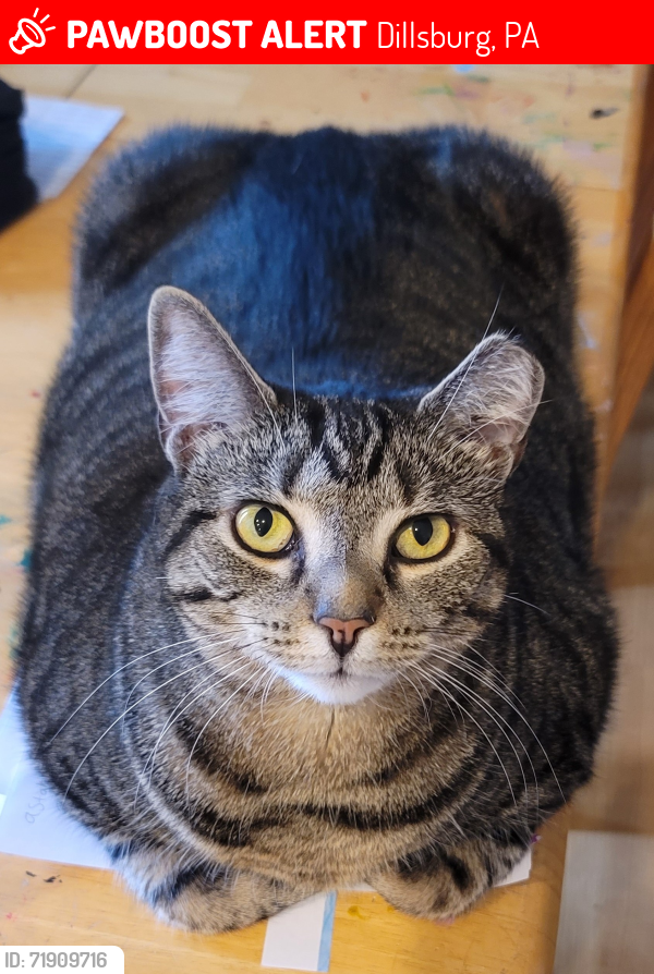Lost Female Cat last seen Ridge road and Baltimore Pike. Dillsburg near East Berlin., Dillsburg, PA 17019