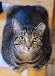 Lost Female Cat last seen Ridge road and Baltimore Pike. Dillsburg near East Berlin., Dillsburg, PA 17019