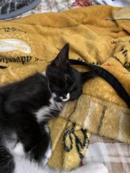 Lost Male Cat last seen Erikson elementary, Fresno, CA 93703