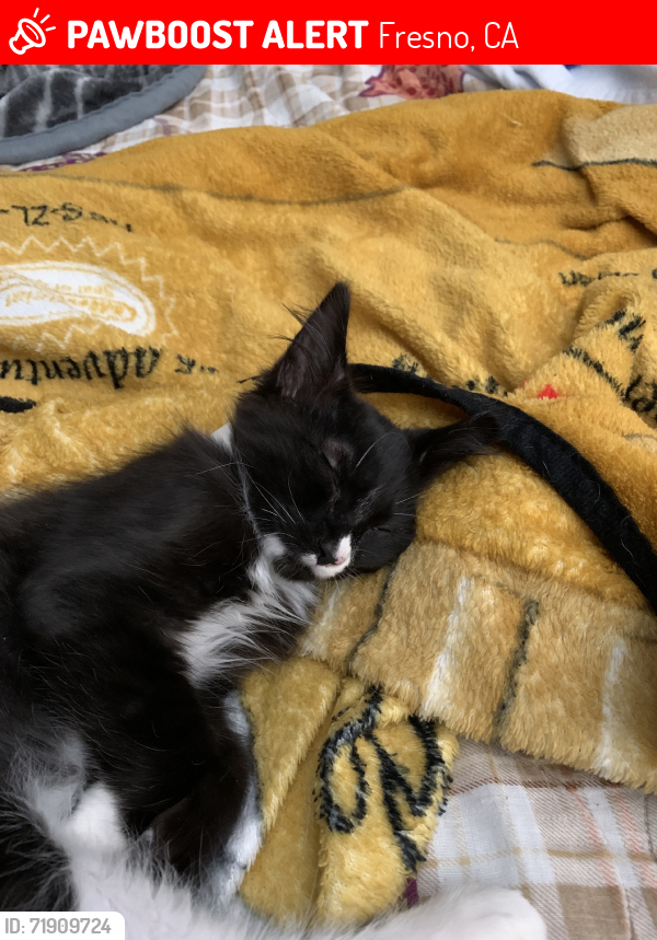 Lost Male Cat last seen Erikson elementary, Fresno, CA 93703
