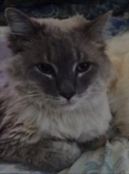 Lost Male Cat last seen Arkansas & McRae , Anchorage, AK 99501
