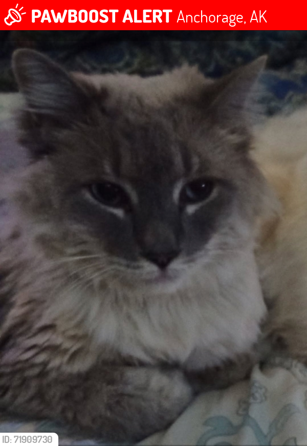 Lost Male Cat last seen Arkansas & McRae , Anchorage, AK 99501