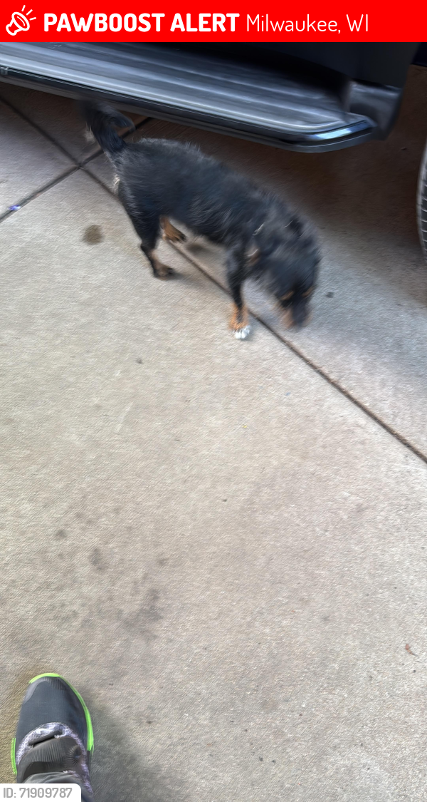 Lost Male Dog last seen Midtown , Milwaukee, WI 53216
