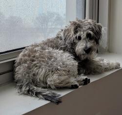 Lost Female Dog last seen Harold Washington park tennis courts, Chicago, IL 60615