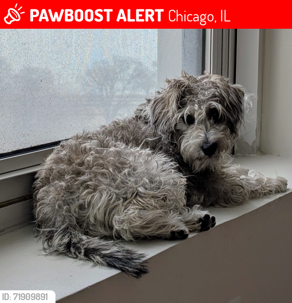 Lost Female Dog last seen Harold Washington park tennis courts, Chicago, IL 60615