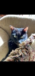 Lost Male Cat last seen Silverbluff, Oceanside, CA 92057
