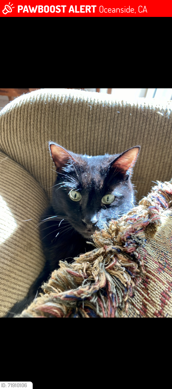 Lost Male Cat last seen Silverbluff, Oceanside, CA 92057