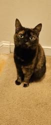 Lost Female Cat last seen Madison and Preston intersection, near the park, Charlottesville, VA 22903