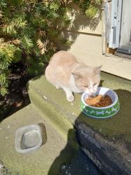 Lost Male Cat last seen University Avenue and Pennsylvania, Des Moines, IA 50311
